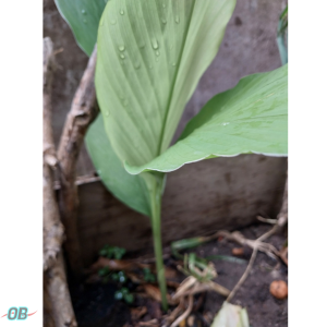 Turmeric Plant grown in back yard