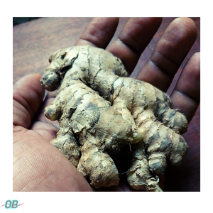 ginger root